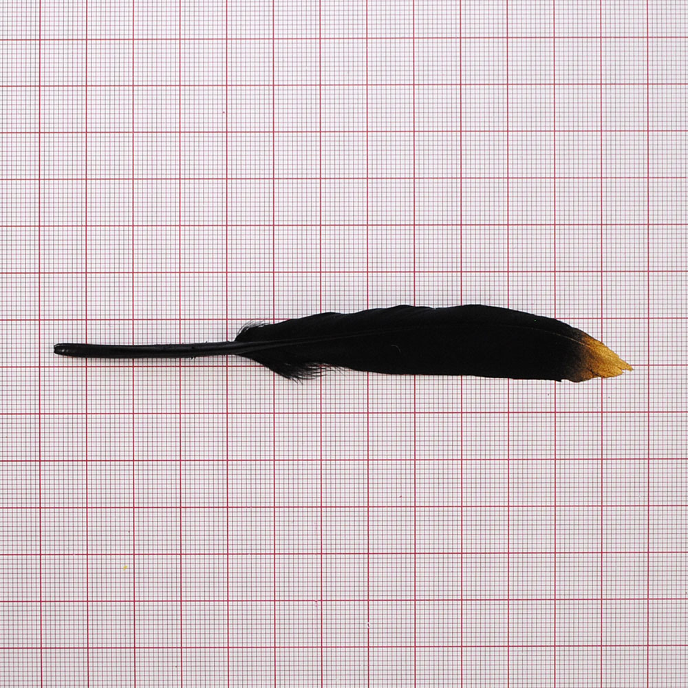 Перо 13,3*1,8 черный с золотом, шт. Перья