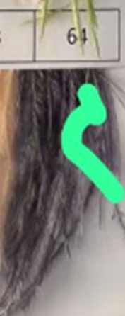 Перья в рулоне 8-10см, темно-серый, ярд. Перья