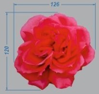 Термоаппликация Чайная роза, 12,6*12см, полноцвет /термопринтер/, шт. Термоаппликация термопринтер